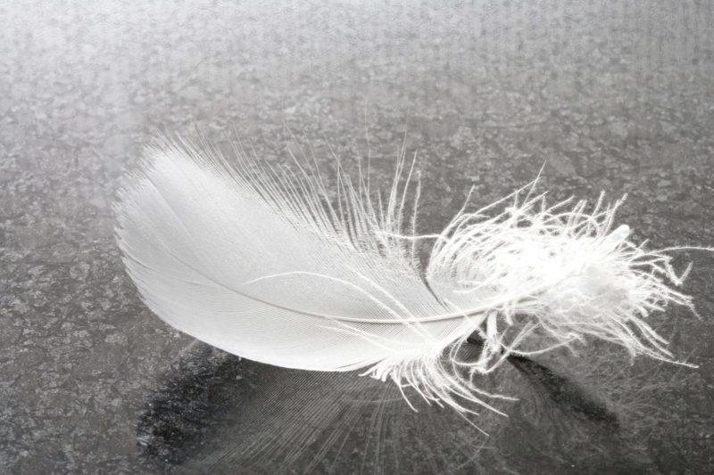 Down Feather